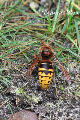 Vespa crabro - Hoornaar