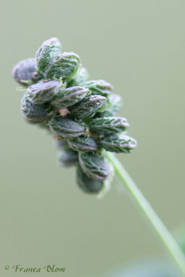 Medicago lupulina - hopklaver