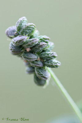 Medicago lupulina - hopklaver 