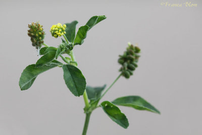 Medicago lupulina - hopklaver