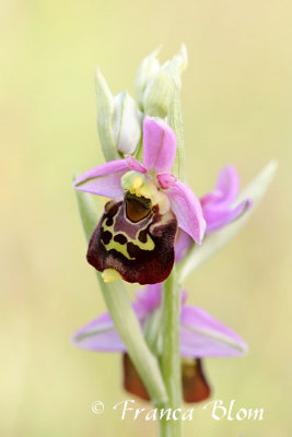 Ophrys fuciflora - Ophrys holoserica - Hommelorchis