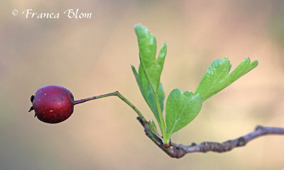 Crataegus monogyna - Enstijlige meidoorn