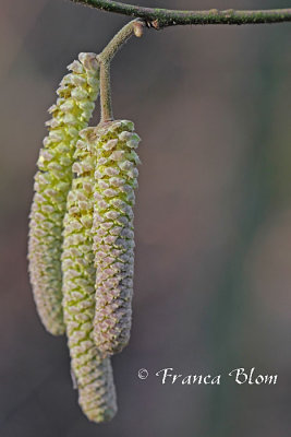 Corylus avellana - Hazelaar