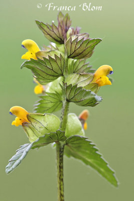 Rhinanthus minor - Kleine ratelaar