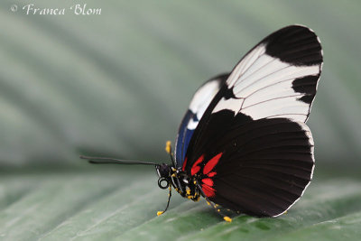 Heliconius sapho
