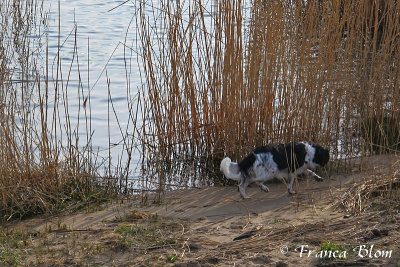 Sipke loopt langs het riet om meerkoetjes te zoeken