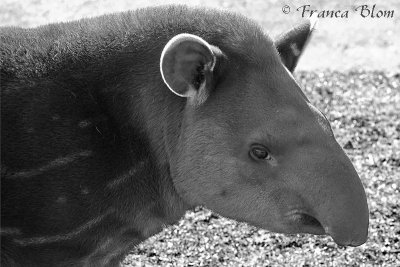 Jonge tapir