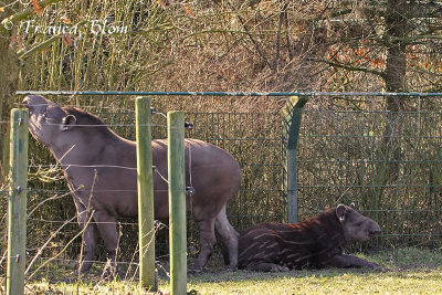 Tapir met jong