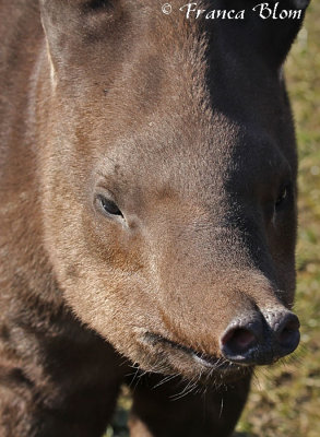 Hallo kleine tapir