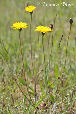 Leontodon autumnalis - Vertakte leeuwentand