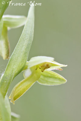 Dactylorhiza viridis - Coeloglossum viride - Groene nachtorchis 