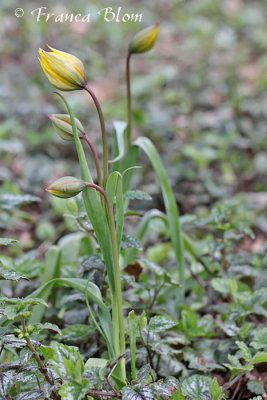 Tulipa sylvestris - bostulp