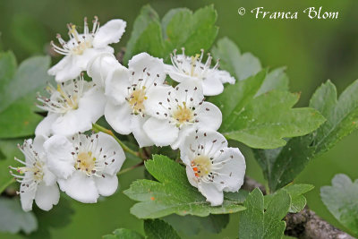 Crataegus laevigata - tweestijlige meidoorn