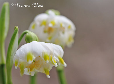 Leucojum vernum - Lenteklokje