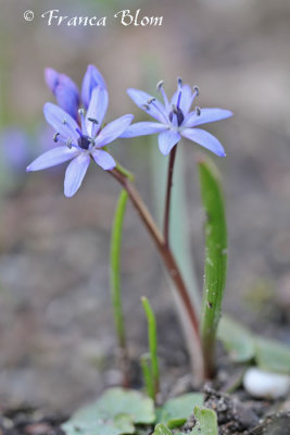 Planten blauw/paars - Plants blue/violet