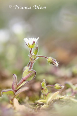 Cerastium semidecandrum - Zandhoornbloem