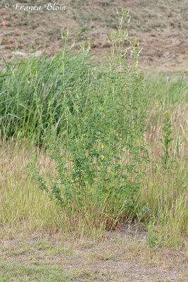 Melilotus albus - witte honingklaver