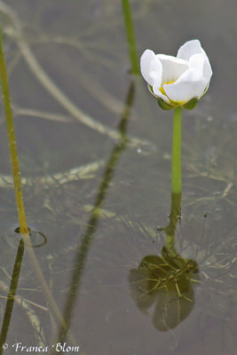 Ranunculus peltatus - Grote waterranonkel