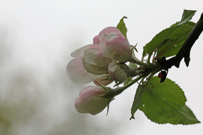 Malus spec. - Appelbloesem