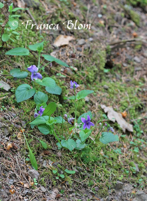 Viola riviniana - Bleeksporig bosviooltje