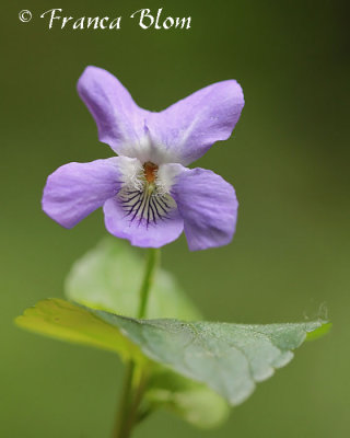 Viola riviniana - Bleeksporig bosviooltje