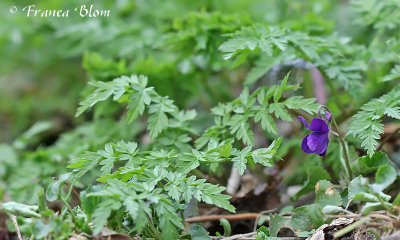 Viola odorata - Maarts viooltje