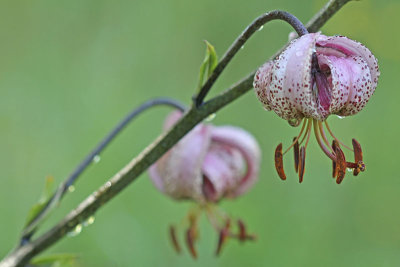 Lilium martagon - Turkse lelie