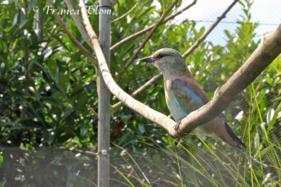 Coracias garrulus - Scharrelaar