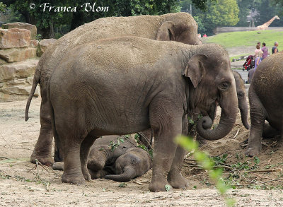 Elephantidae - Olifanten