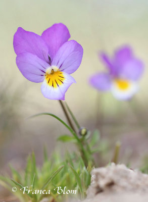 Viola curtisii - Duinviooltje.