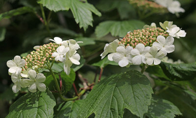 Viburnum opulus - Gelderse roos