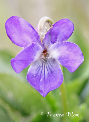 Viola hirta - Ruig viooltje