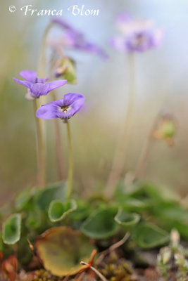 Viola canina - Hondsviooltje