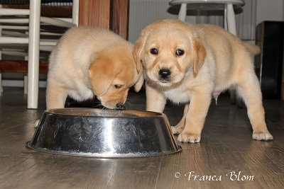 Dorst!