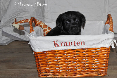 Puppy 2