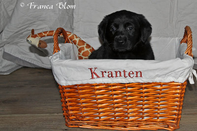 Puppy 1