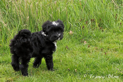 Bodhi (10 weken)