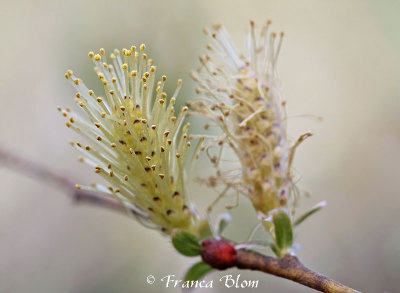 Salix repens - Kruipwilg (m)