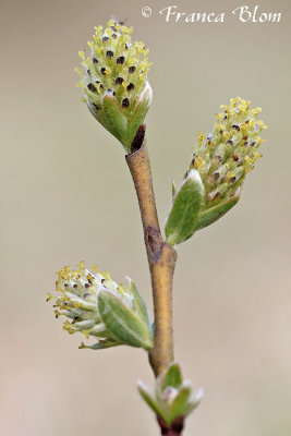 Salix repens - Kruipwilg (v)