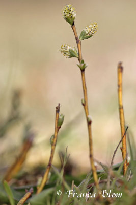 Salix repens - Kruipwilg (v)