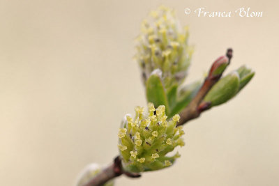 Salix repens - Kruipwilg (v)