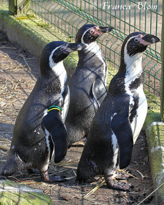 Humboldt pinguins