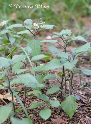 Solanum nigrum subsp. nigrum - Zwarte nachtschade