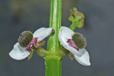 Sagittaria sagittifolia - Pijlkruid
