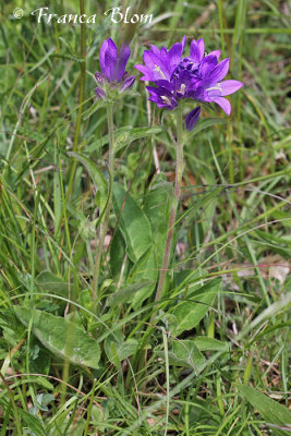 Campanula glomerata - Kluwenklokje