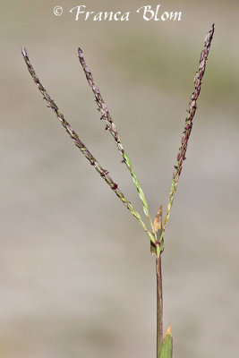 Digitaria ischaemum - Glad vingergras