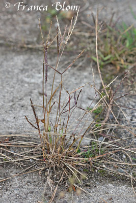 Digitaria ischaemum - Glad vingergras