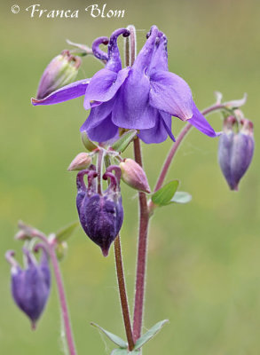 Aquilegia vulgaris - Wilde akelei