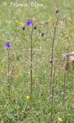 Aquilegia vulgaris - Wilde akelei