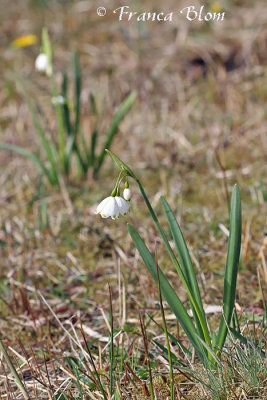 Leucojum aestivum - Zomerklokje